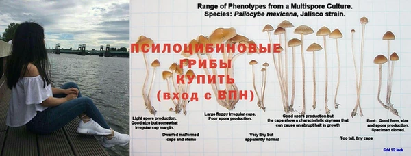 ПСИЛОЦИБИНОВЫЕ ГРИБЫ Козельск